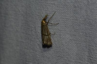 <i>Chrysocrambus linetella</i>