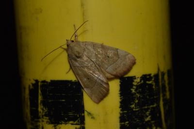 <i>Cosmia trapezina</i>