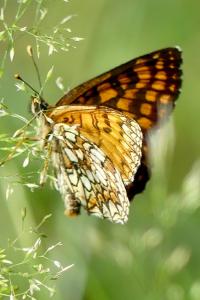 <i>Melitaea athalia</i>