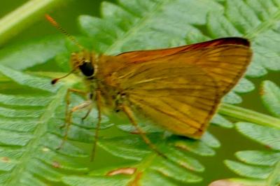 <i>Ochlodes sylvanus</i>