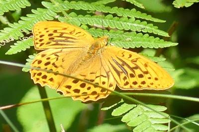 <i>Argynnis paphia</i>