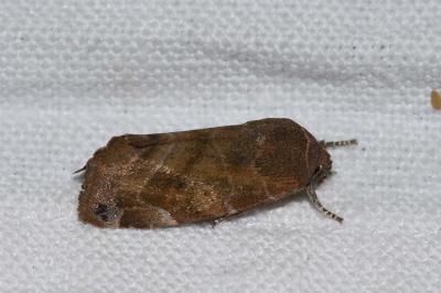 <i>Cosmia affinis</i>
