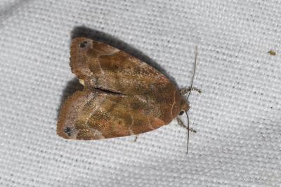 <i>Cosmia affinis</i>