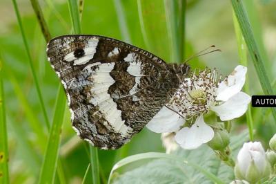 <i>Brintesia circe</i>