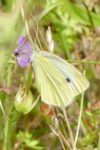 <i>Pieris rapae</i>