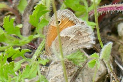 <i>Coenonympha pamphilus</i>