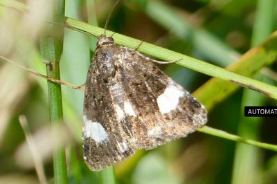 <i>Tyta luctuosa</i>
