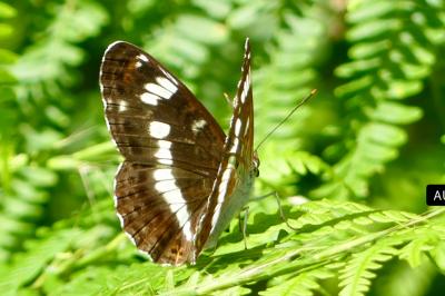 <i>Limenitis camilla</i>