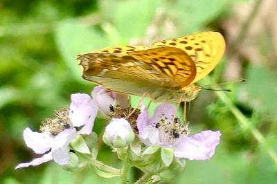 <i>Argynnis paphia</i>