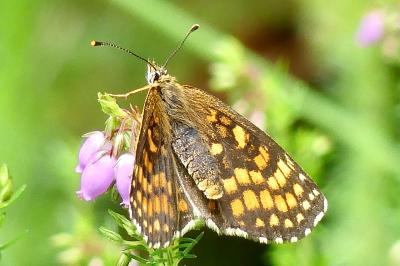 <i>Melitaea athalia</i>