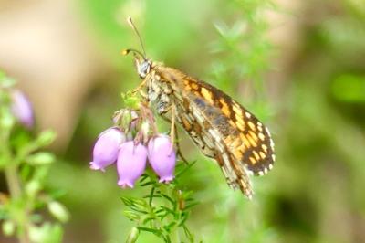 <i>Melitaea athalia</i>