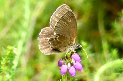 <i>Aphantopus hyperantus</i>
