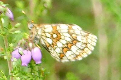 <i>Melitaea athalia</i>