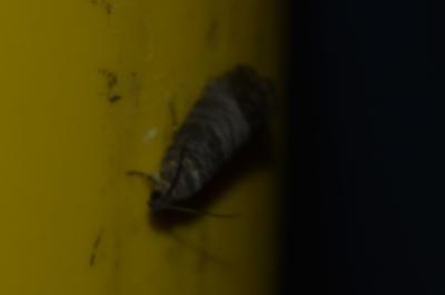 <i>Cydia pomonella</i>