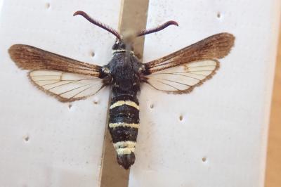 <i>Paranthrene tabaniformis</i>
