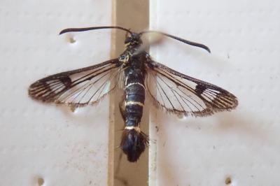 <i>Synanthedon tipuliformis</i>