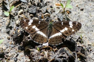 <i>Limenitis camilla</i>