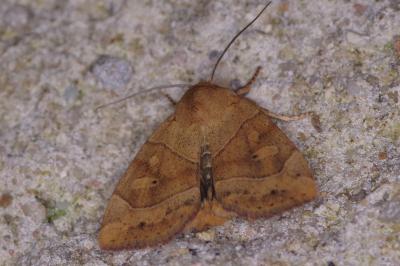 <i>Cosmia trapezina</i>