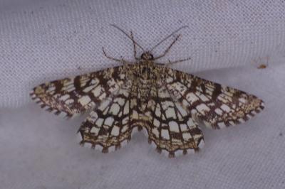 <i>Chiasmia clathrata</i>