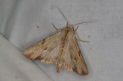 <i>Apamea lithoxylaea</i>