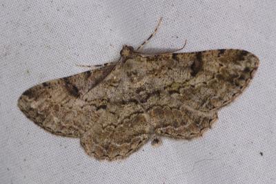 <i>Peribatodes rhomboidaria</i>