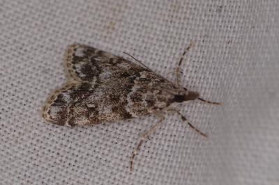 <i>Eudonia mercurella</i>
