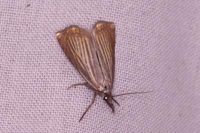 <i>Chrysoteuchia culmella</i>