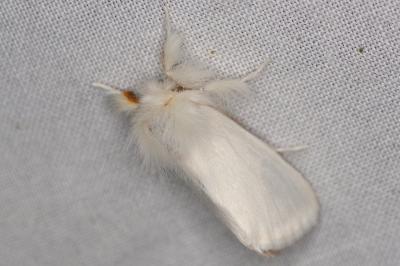 <i>Euproctis chrysorrhoea</i>