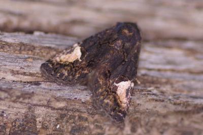 <i>Aedia funesta</i>