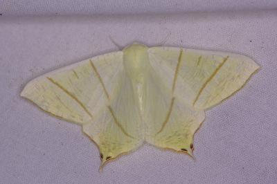 <i>Ourapteryx sambucaria</i>