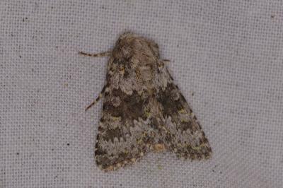 <i>Hecatera dysodea</i>