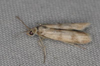 <i>Homoeosoma sinuella</i>