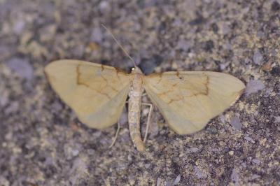 <i>Gandaritis pyraliata</i>