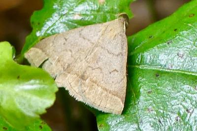 <i>Zanclognatha lunalis</i>