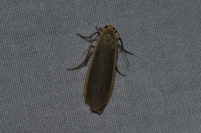 <i>Katha depressa</i>