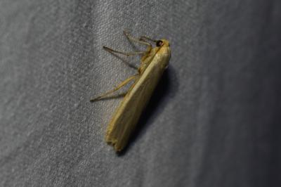 <i>Katha depressa</i>