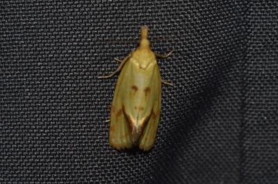 <i>Agapeta hamana</i>