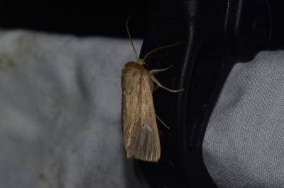 <i>Mythimna pallens</i>
