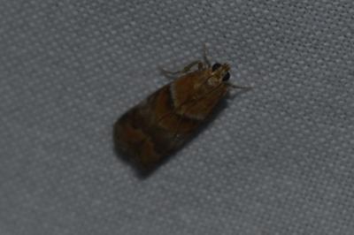 <i>Acrobasis repandana</i>