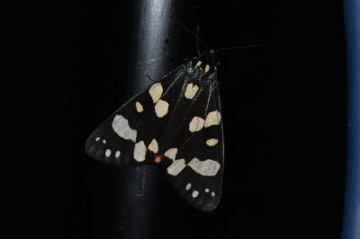 <i>Callimorpha dominula</i>