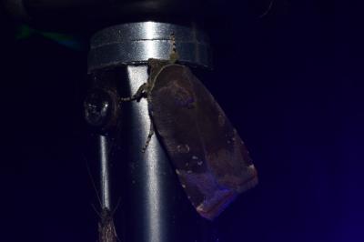 <i>Noctua janthina</i>