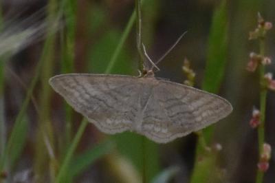 <i>Idaea macilentaria</i>