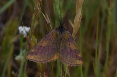 <i>Lythria cruentaria</i>