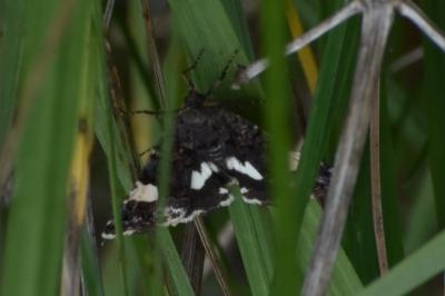 <i>Tyta luctuosa</i>