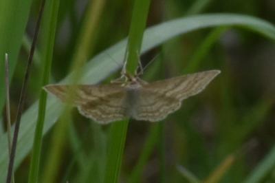 <i>Idaea macilentaria</i>