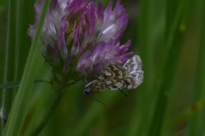 <i>Elophila nymphaeata</i>
