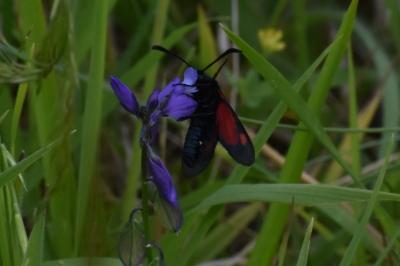 <i>Zygaena trifolii</i>