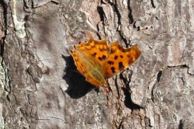 <i>Polygonia c-album</i>