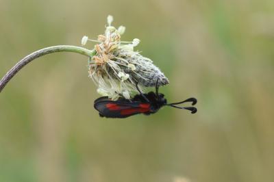 <i>Zygaena sarpedon</i>