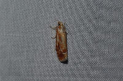 <i>Rhyacionia buoliana</i>